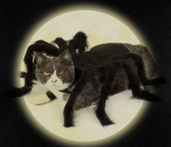 Cat Dog Halloween Pet Spider Clothes Party Clothes