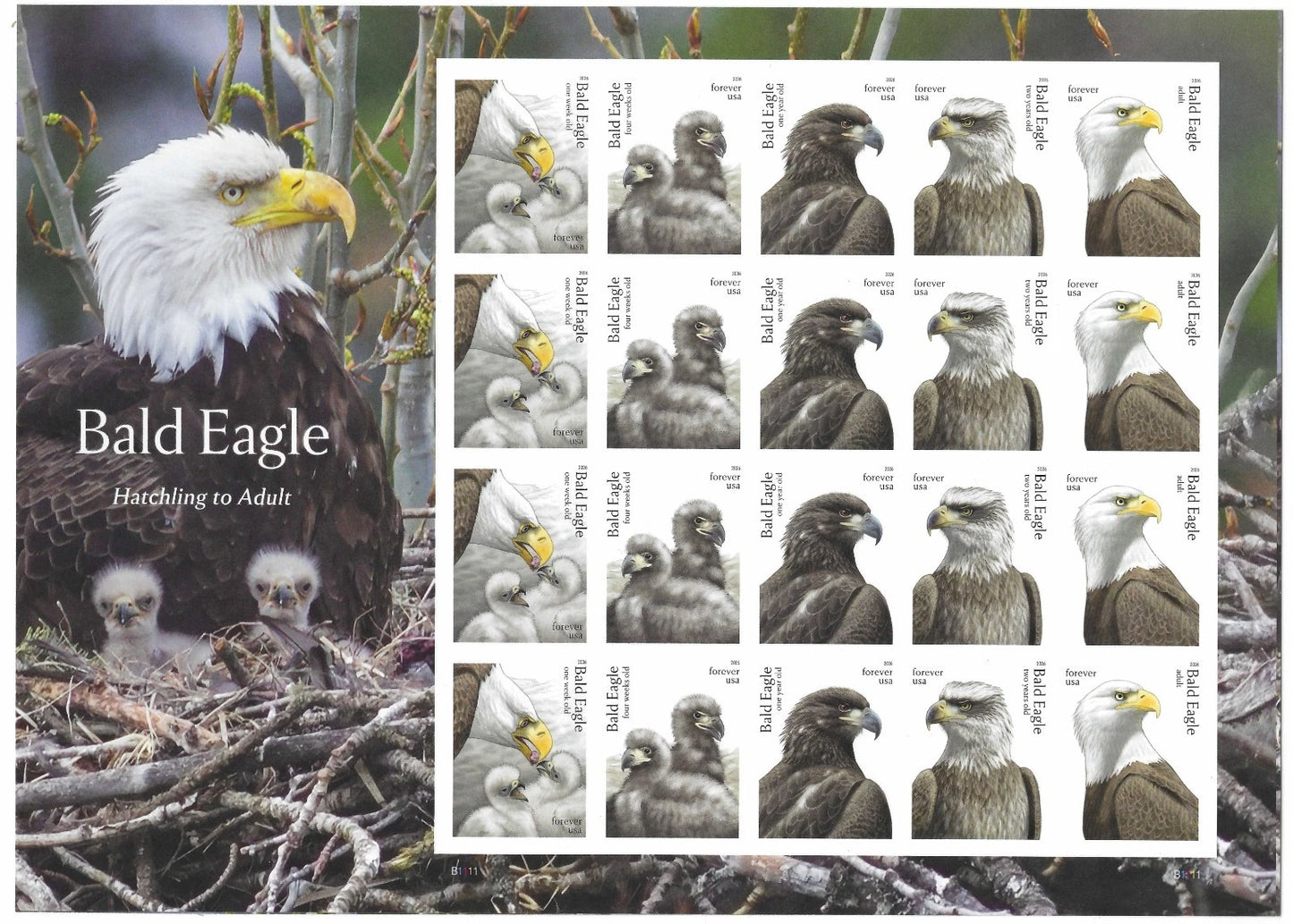 USA 2026 Bald Eagle Hatchling to Adult Forever Stamps