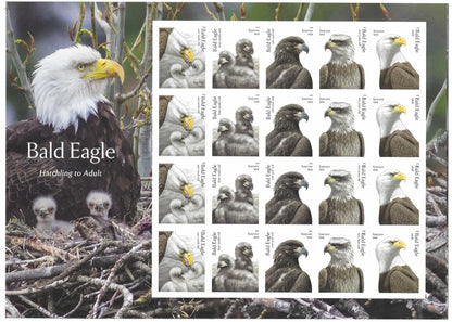 USA 2026 Bald Eagle Hatchling to Adult Forever Stamps