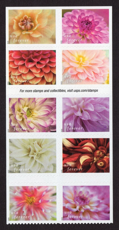 2025 US Dahlias Summer Flowers Book of 20 Forever Stamps