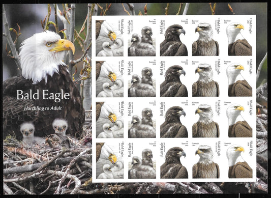 USA 2026 Bald Eagle Hatchling to Adult Forever Stamps